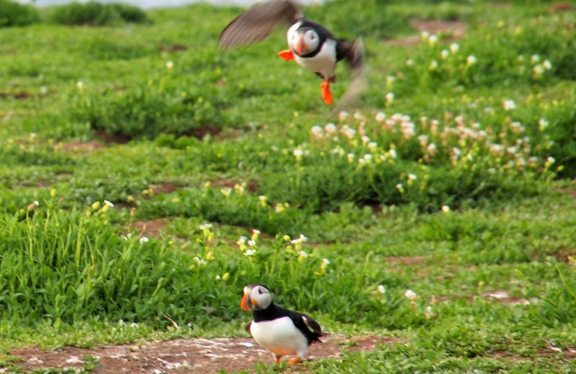 AMT Puffins